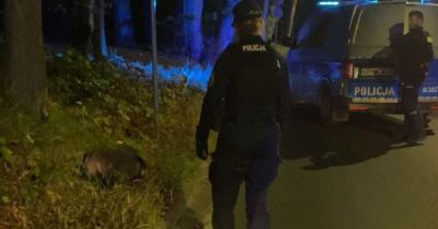 Jenot utrudniał ruch na ulicy Malczewskiego